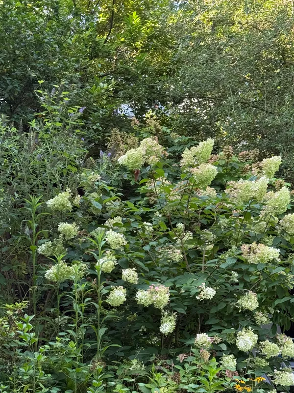 a view of a lush green forest with lots of trees