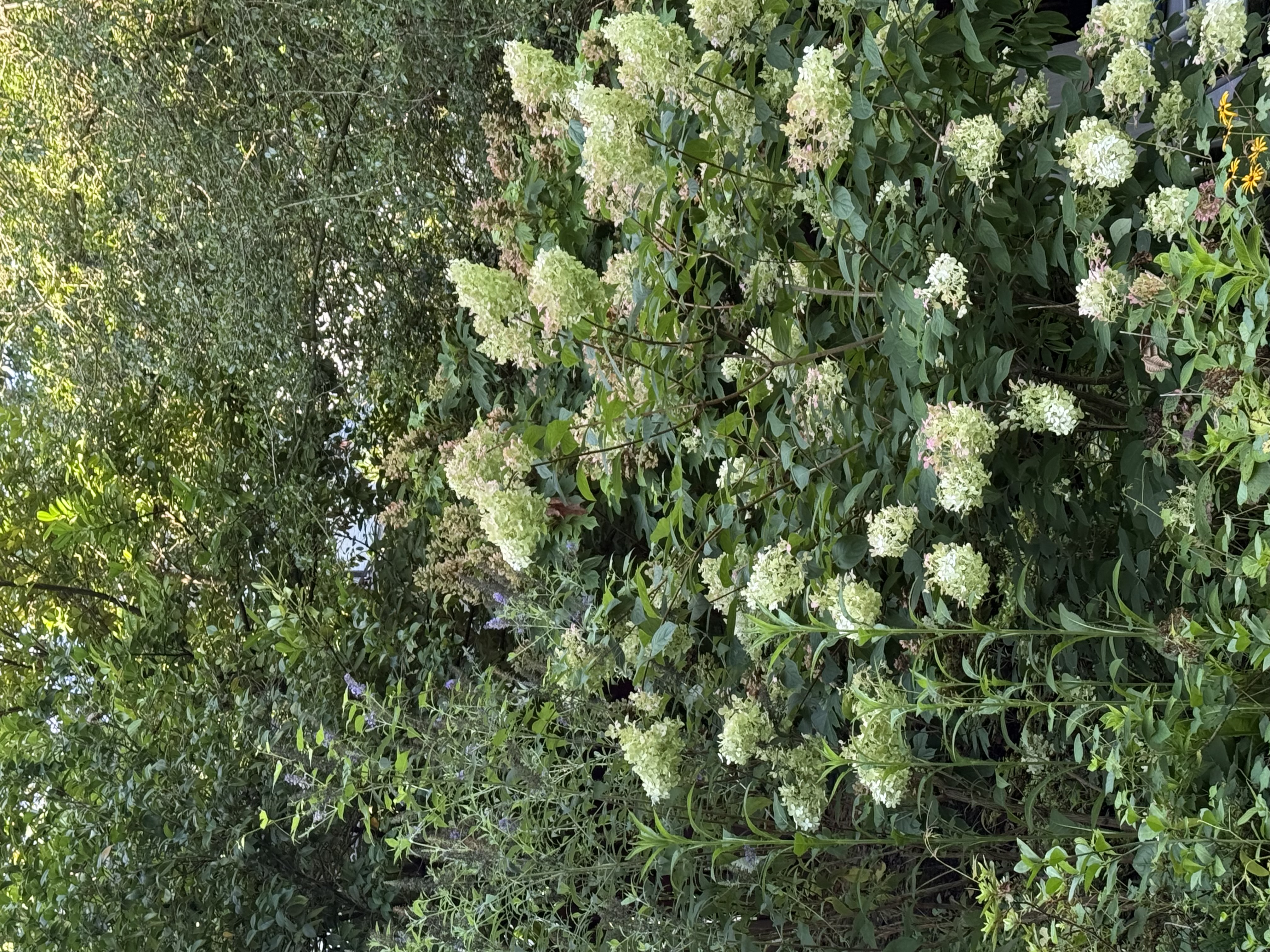 5344 Falmouth Road Bethesda, MD 20816 - Photo 16 of 17