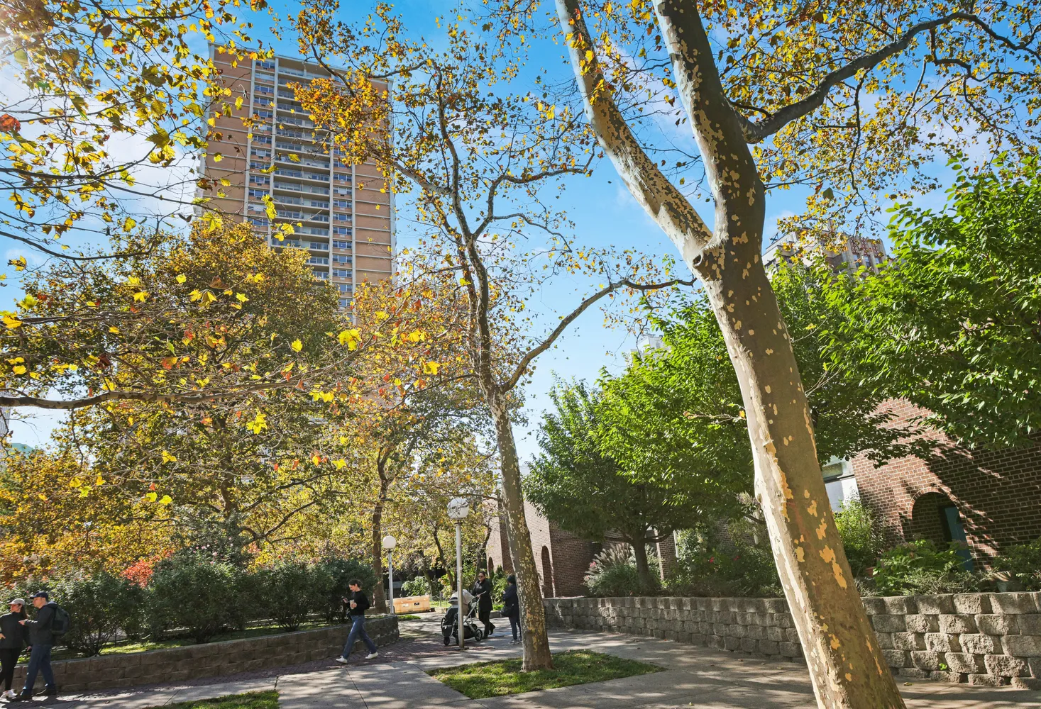 a view of a yard with plants and trees