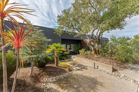a view of a backyard with plants and a large tree