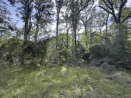a view of a yard with large trees