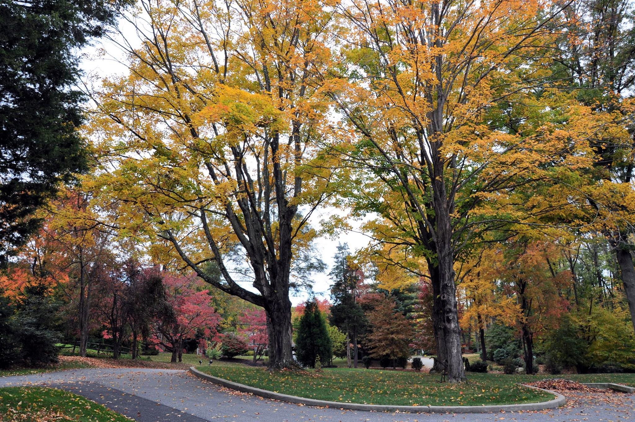 431 Sycamore Mills Road Media, PA 19063 - Photo 50 of 56