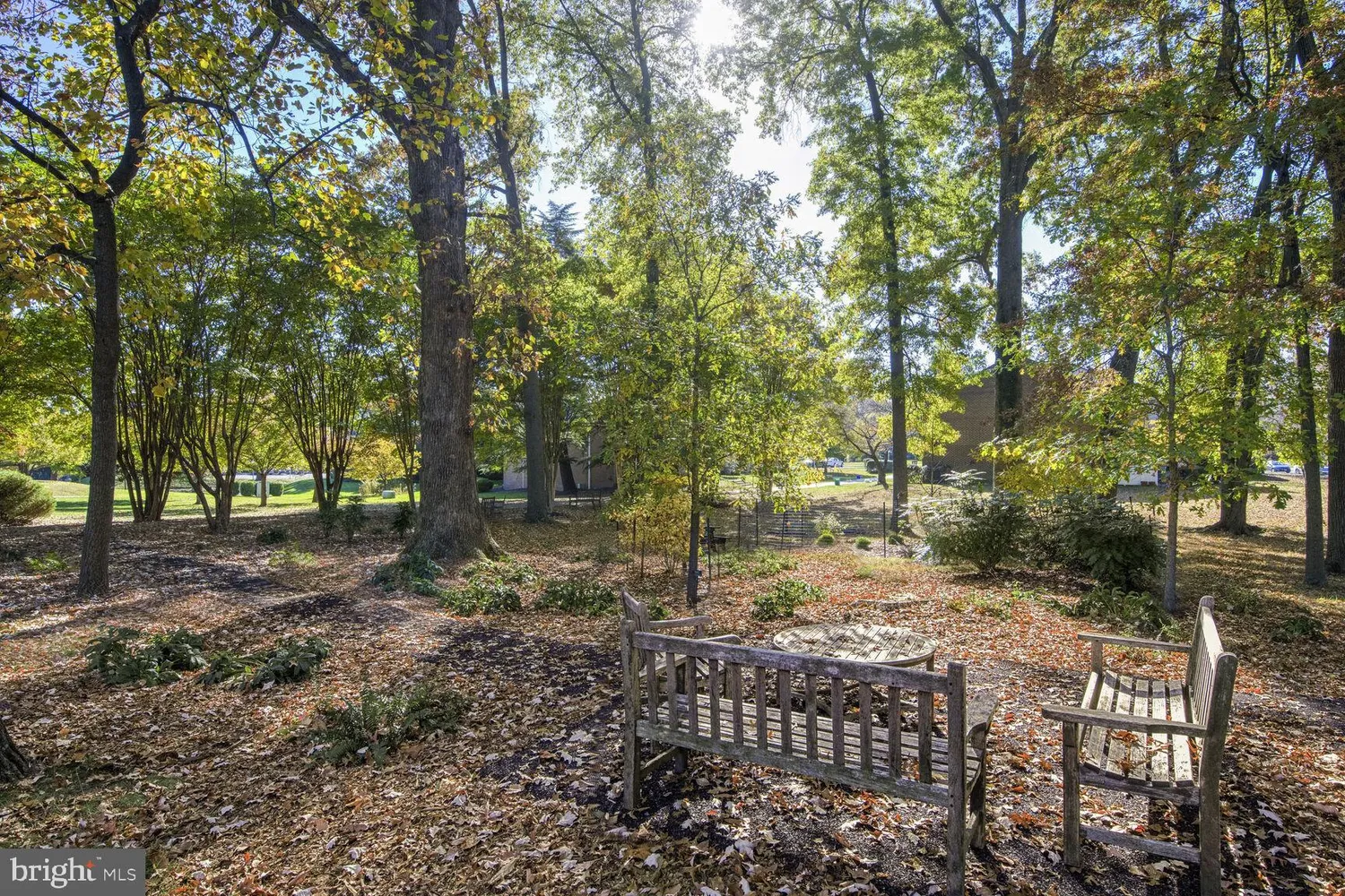 a view of a yard with plants and trees