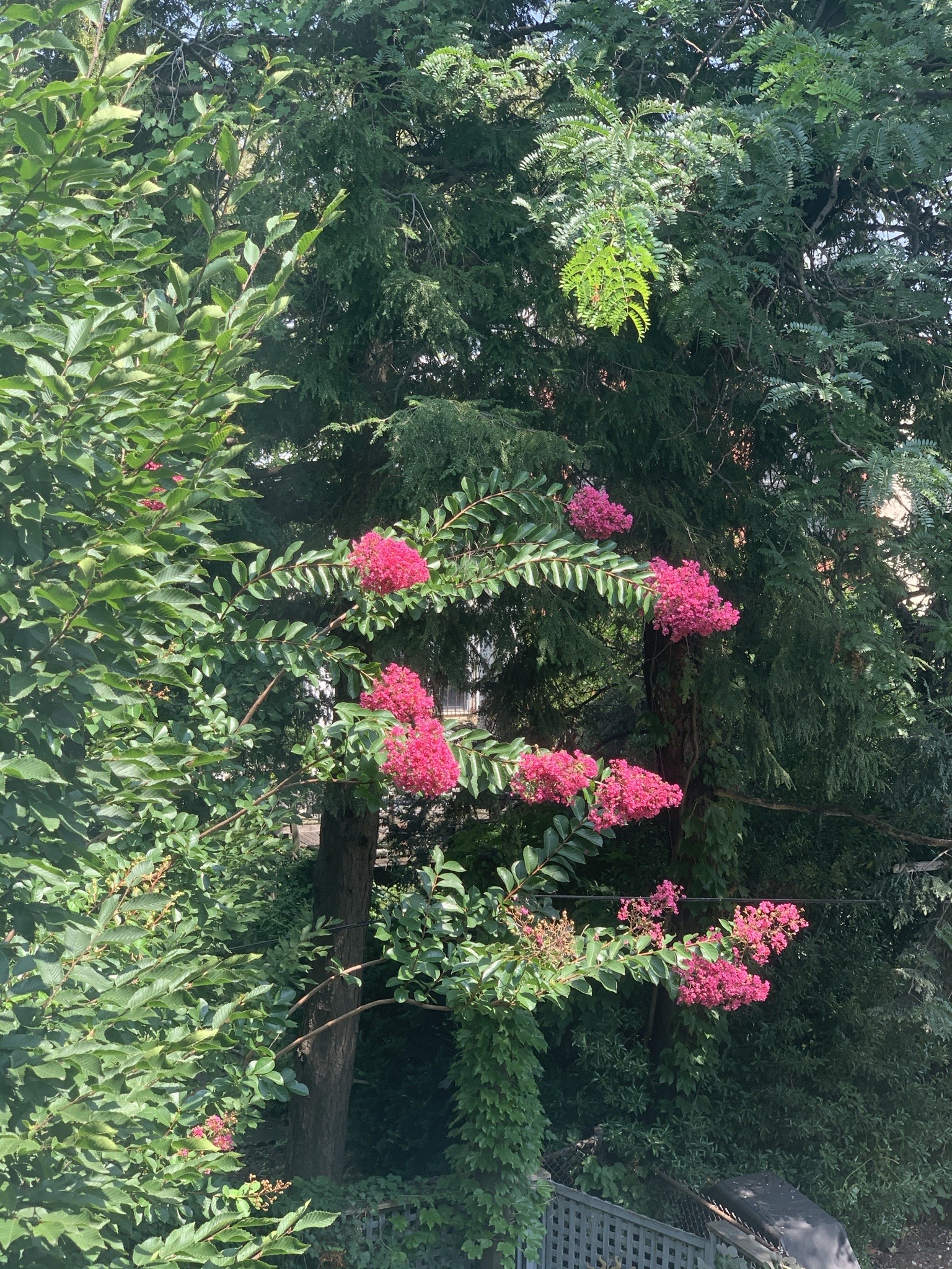 261 Fenimore Street Brooklyn, NY 11225 - Photo 20 of 21 a view of a flower in a garden