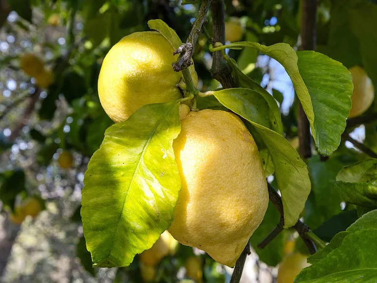 160 Crest Road Novato, CA 94945 - Photo 64 of 66