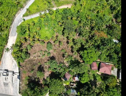 a view of a lush green forest