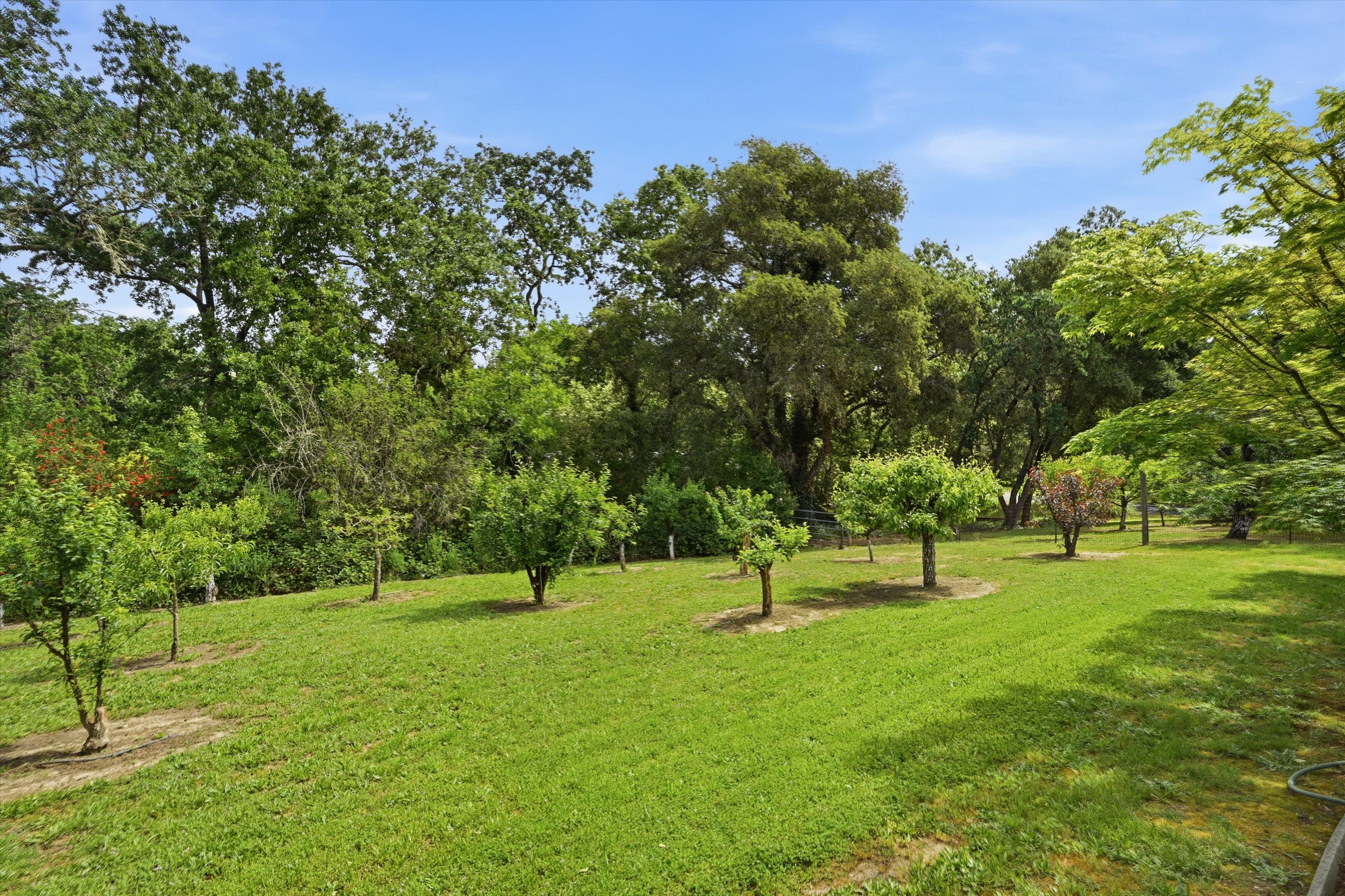 1541 Chablis Road Healdsburg, CA 95448 - Photo 8 of 19 a view of a tree in a park