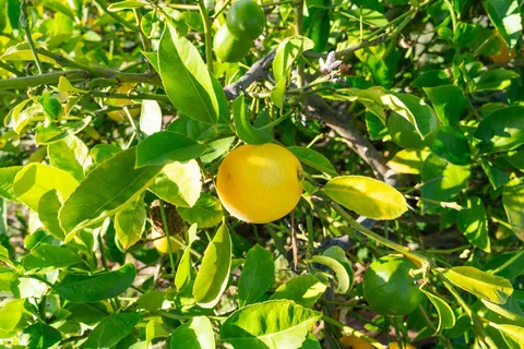 $848,000 | 3412 Magnolia Street, Oakland, CA 94608