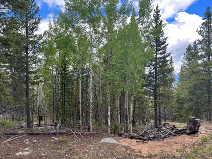 a view of a forest with a tree