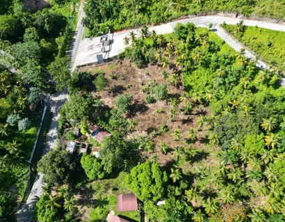a view of a garden with plants