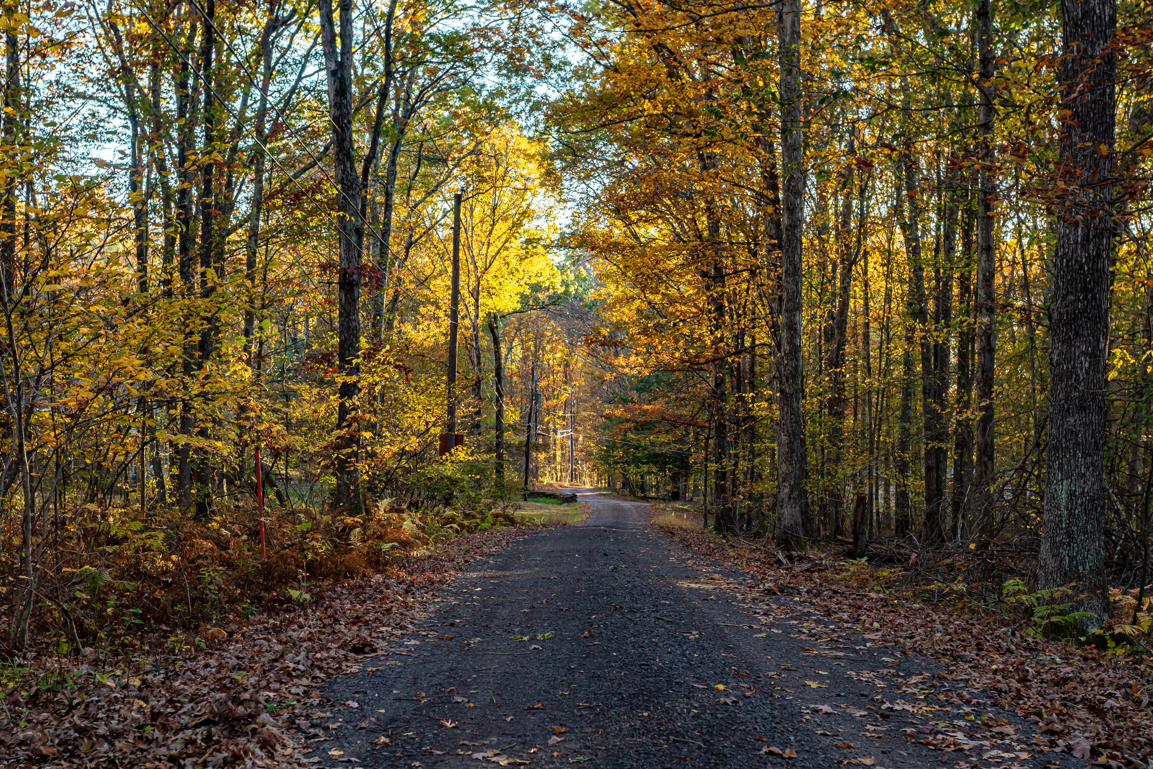 117 White Oaks Road Beach Lake, PA 18405 - Photo 58 of 72