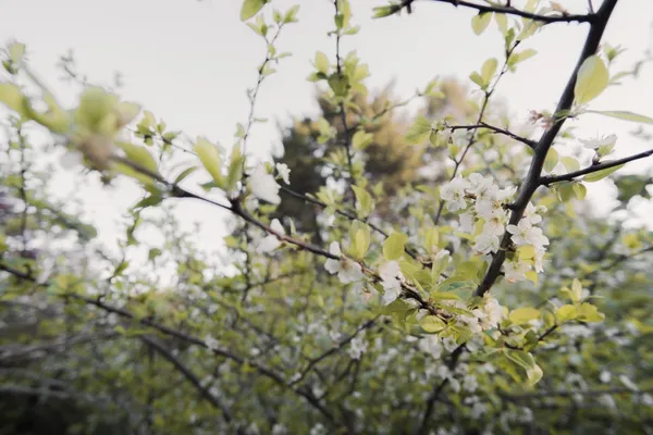 $699,000 | 520 Redwood Road, Whitethorn, CA 95589