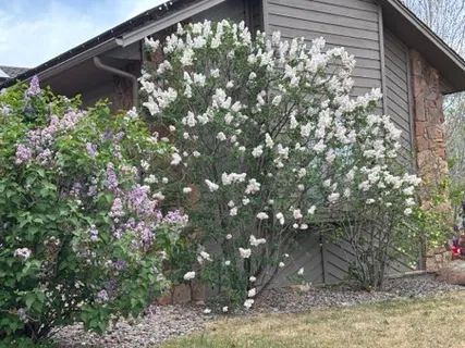 $1,295,000 | 4051 Niblick Drive, Longmont, CO 80503