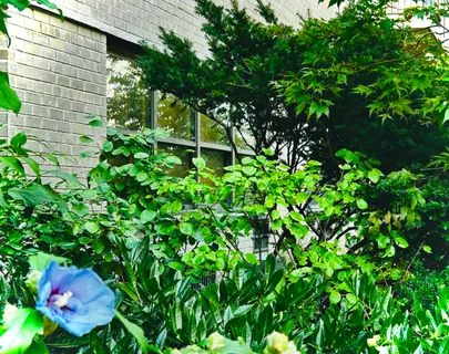 a view of a tree in a garden