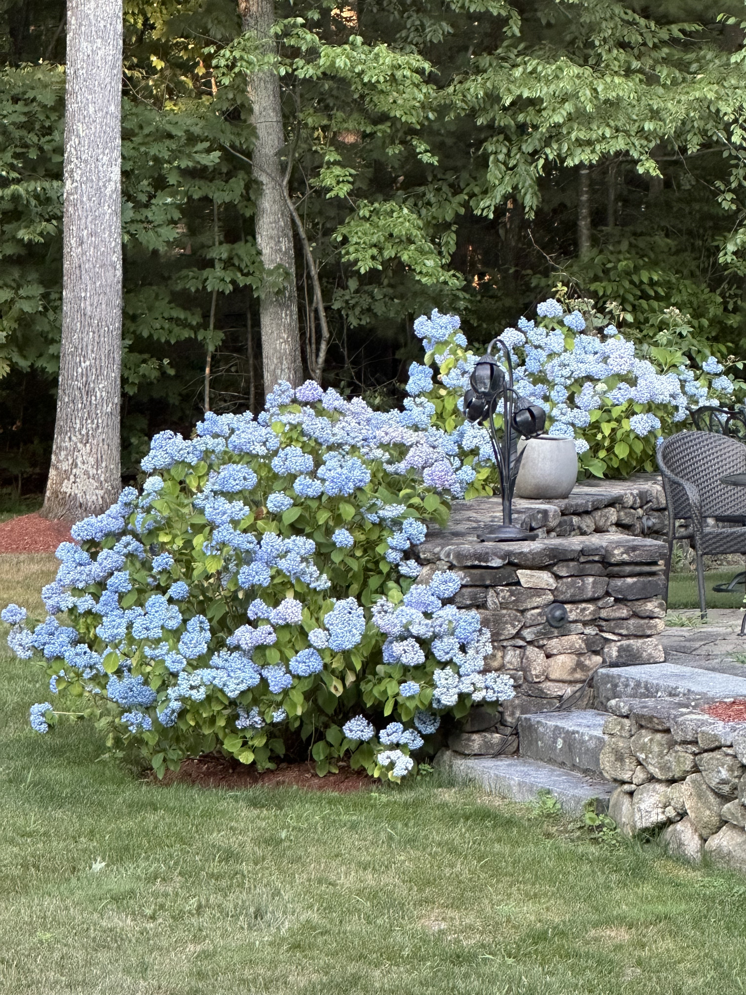 20 Marshall Path Acton, MA 01720 - Photo 19 of 19 a view of a garden with plants