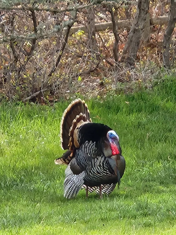 a view of a patio with table and chairs under an umbrella