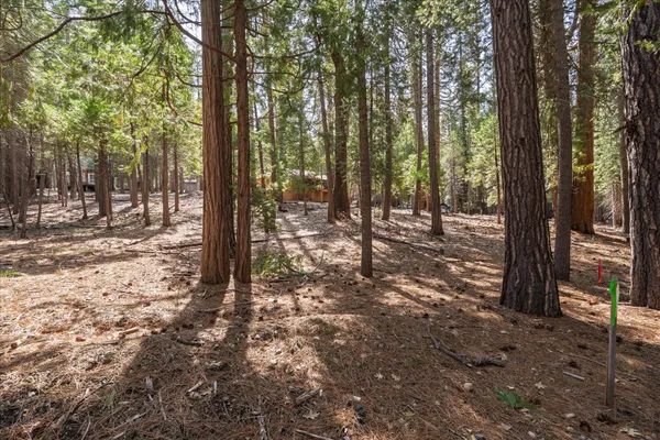 a view of a forest filled with trees