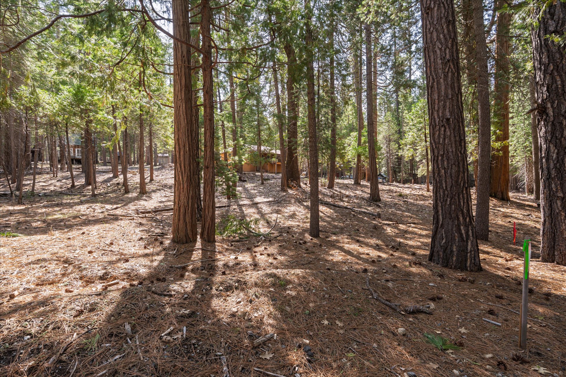 0 Koon Hollar Wawona, CA 95389 - Photo 7 of 31 a view of a forest filled with trees