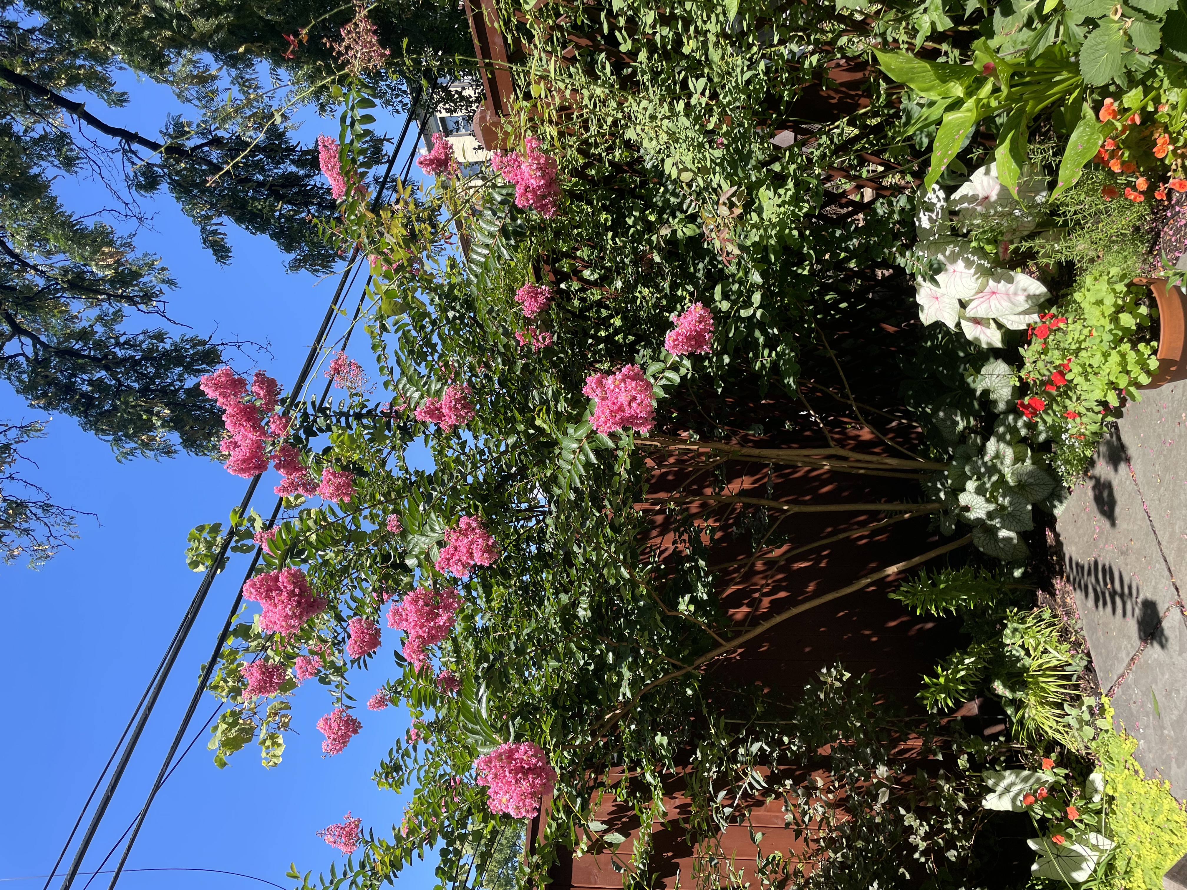 142 6th Avenue, Unit 1 Brooklyn, NY 11217 - Photo 8 of 14 a view of a flower in a yard
