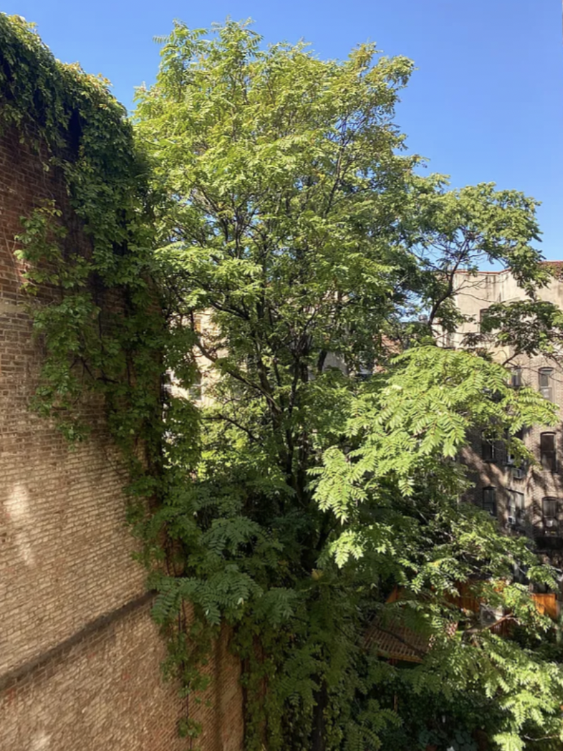 180 West Houston Street, Unit 4C Manhattan, NY 10014 - Photo 2 of 10 a view of a forest with a houses