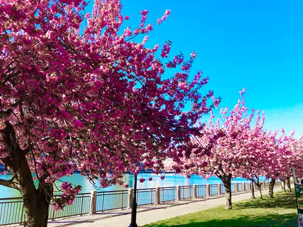 a front view of a house with a tree
