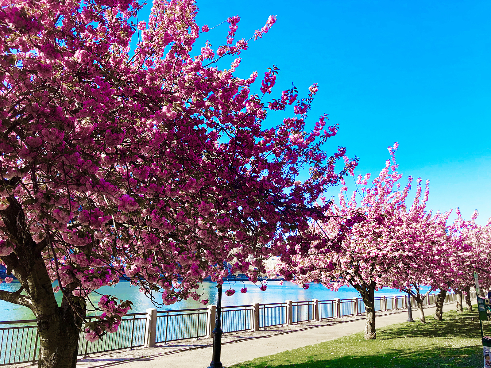 555 Main Street, Unit 1002 Manhattan, NY 10044 - Photo 12 of 15