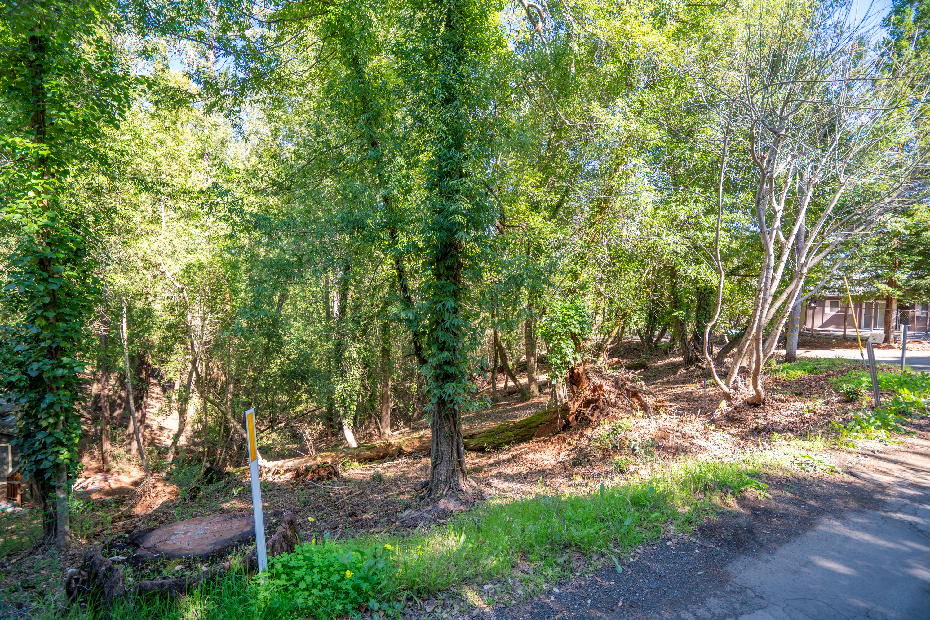 a view of a backyard with large trees