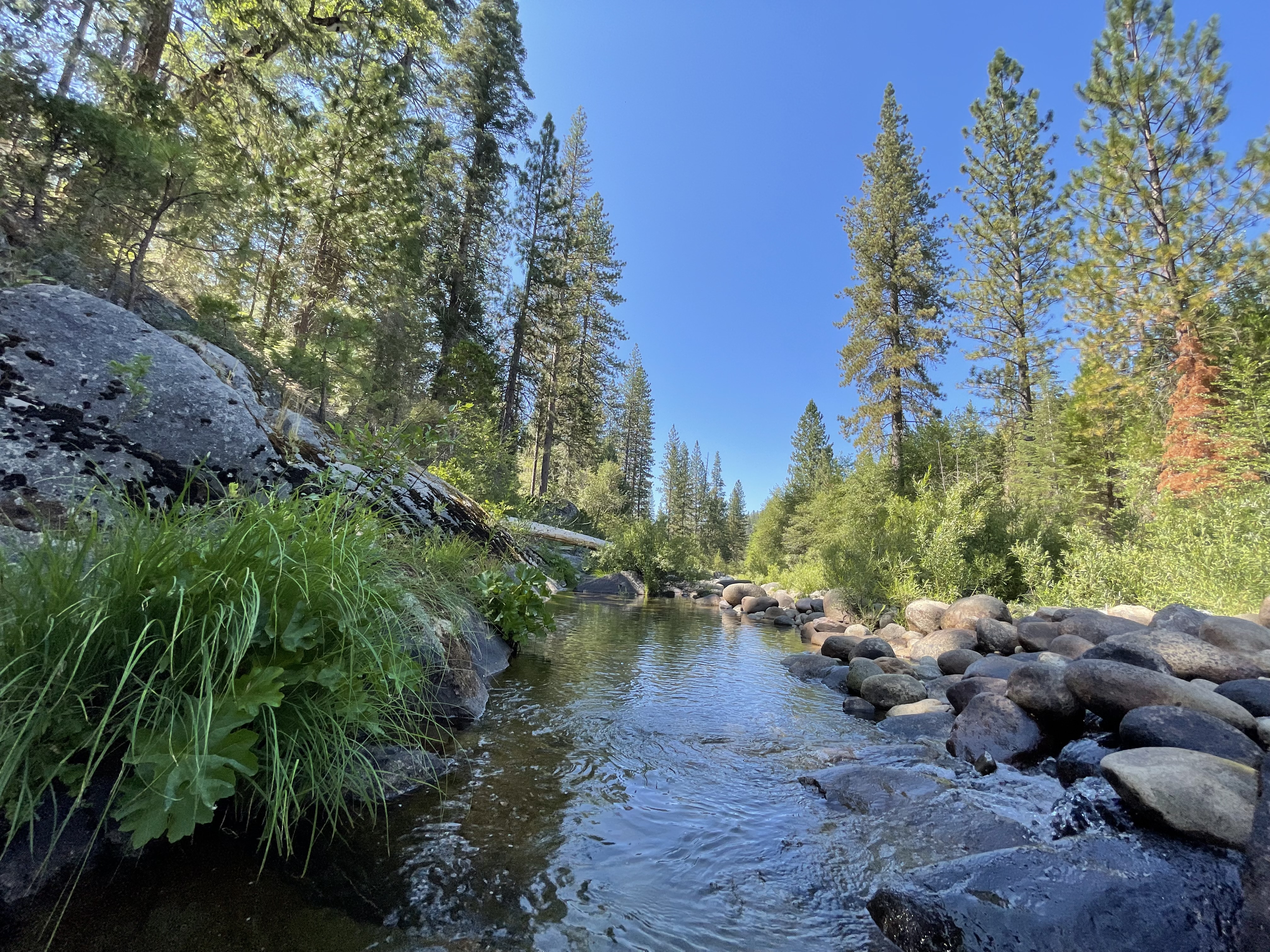 0 Koon Hollar Wawona, CA 95389 - Photo 29 of 31 a picture of outdoor space with lots of plants and trees