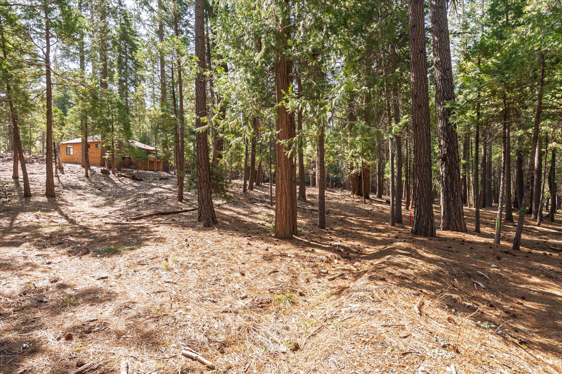 0 Koon Hollar Wawona, CA 95389 - Photo 6 of 31 a view of a yard with large trees