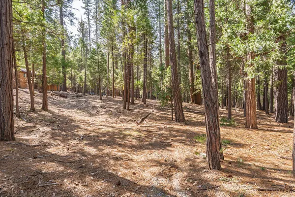 a view of a forest filled with trees