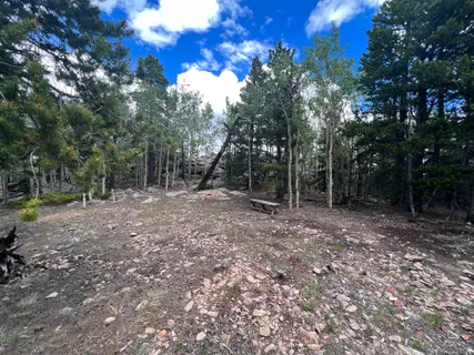 a view of a forest with trees in the background