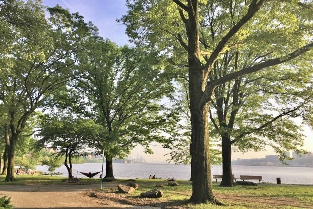 159-34 Riverside Drive West, Unit 5A Manhattan, NY 10032 - Photo 27 of 29 a view of a large trees with a tree
