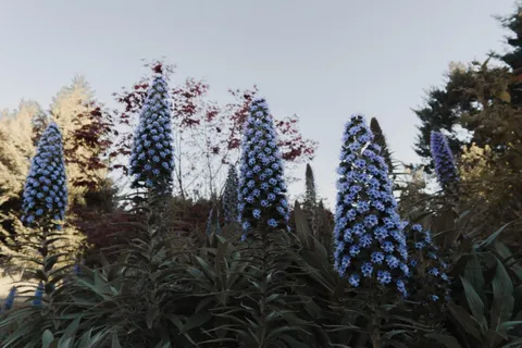 $699,000 | 520 Redwood Road, Whitethorn, CA 95589