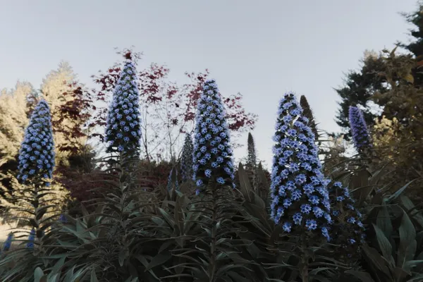 $699,000 | 520 Redwood Road, Whitethorn, CA 95589