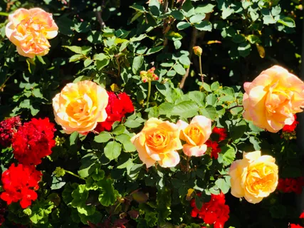 $1,428,000 | 40930 Rioja Court, Fremont, CA 94539