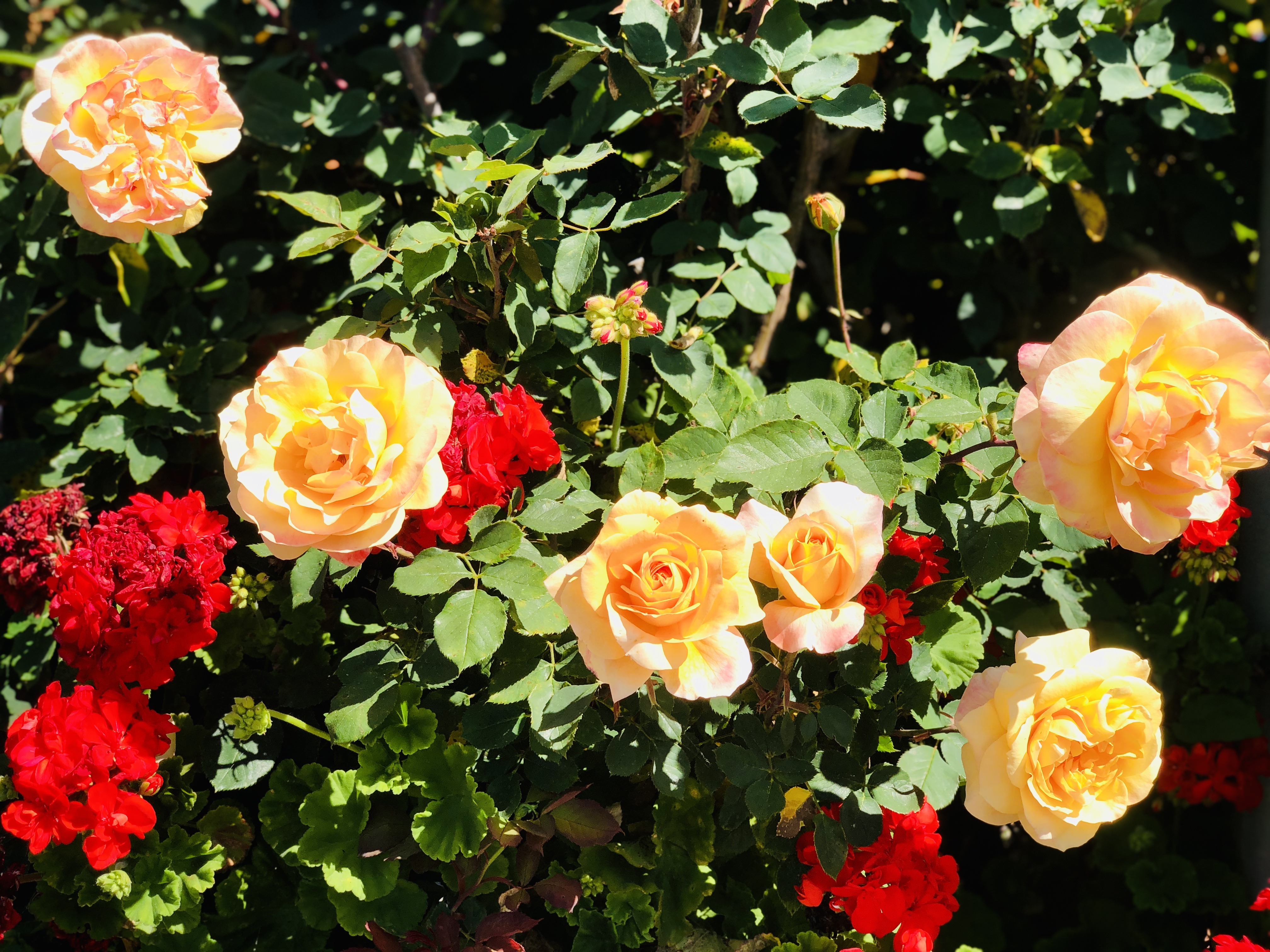 40930 Rioja Court Fremont, CA 94539 - Photo 17 of 56