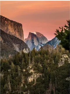 a view of a yard with plants