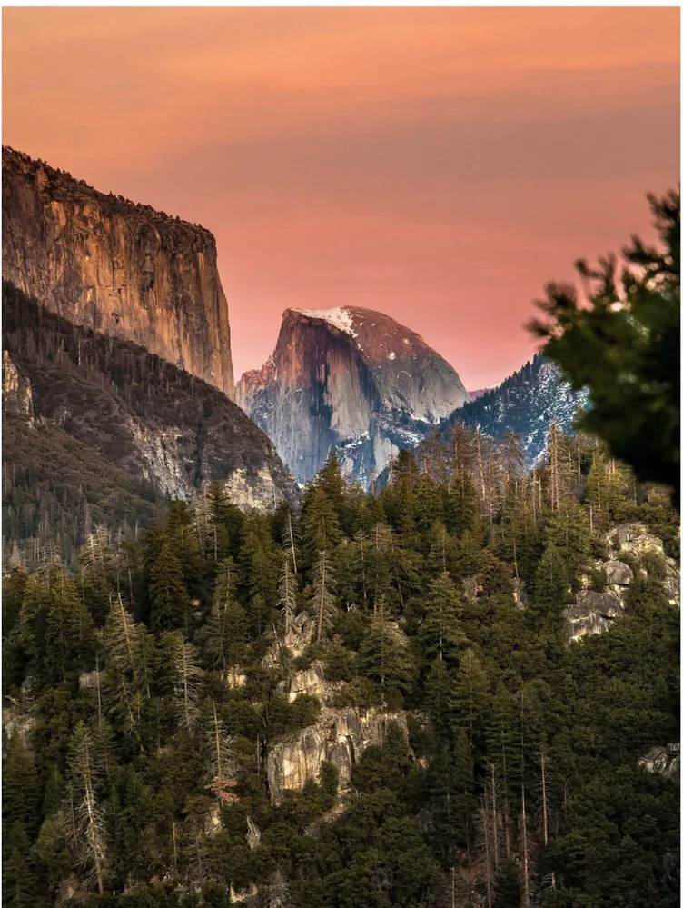 a view of a yard with plants