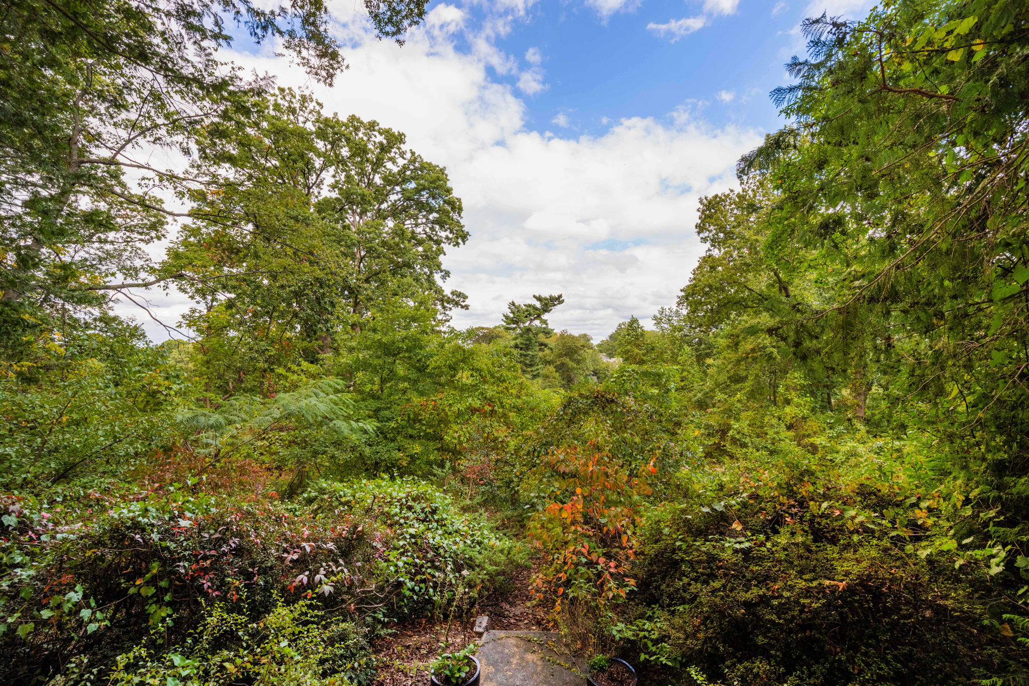 3104 Russell Road Alexandria, VA 22305 - Photo 34 of 62 a view of a bunch of trees