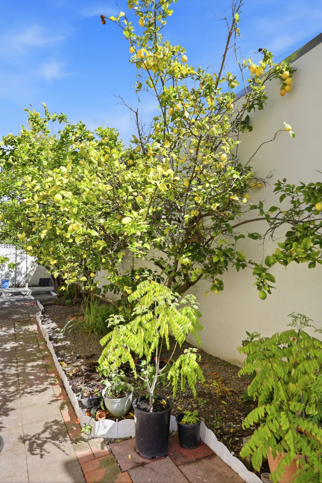 40930 Rioja Court Fremont, CA 94539 - Photo 49 of 56