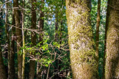 $125,000 | 10608 Canyon Road, Forestville, CA 95436