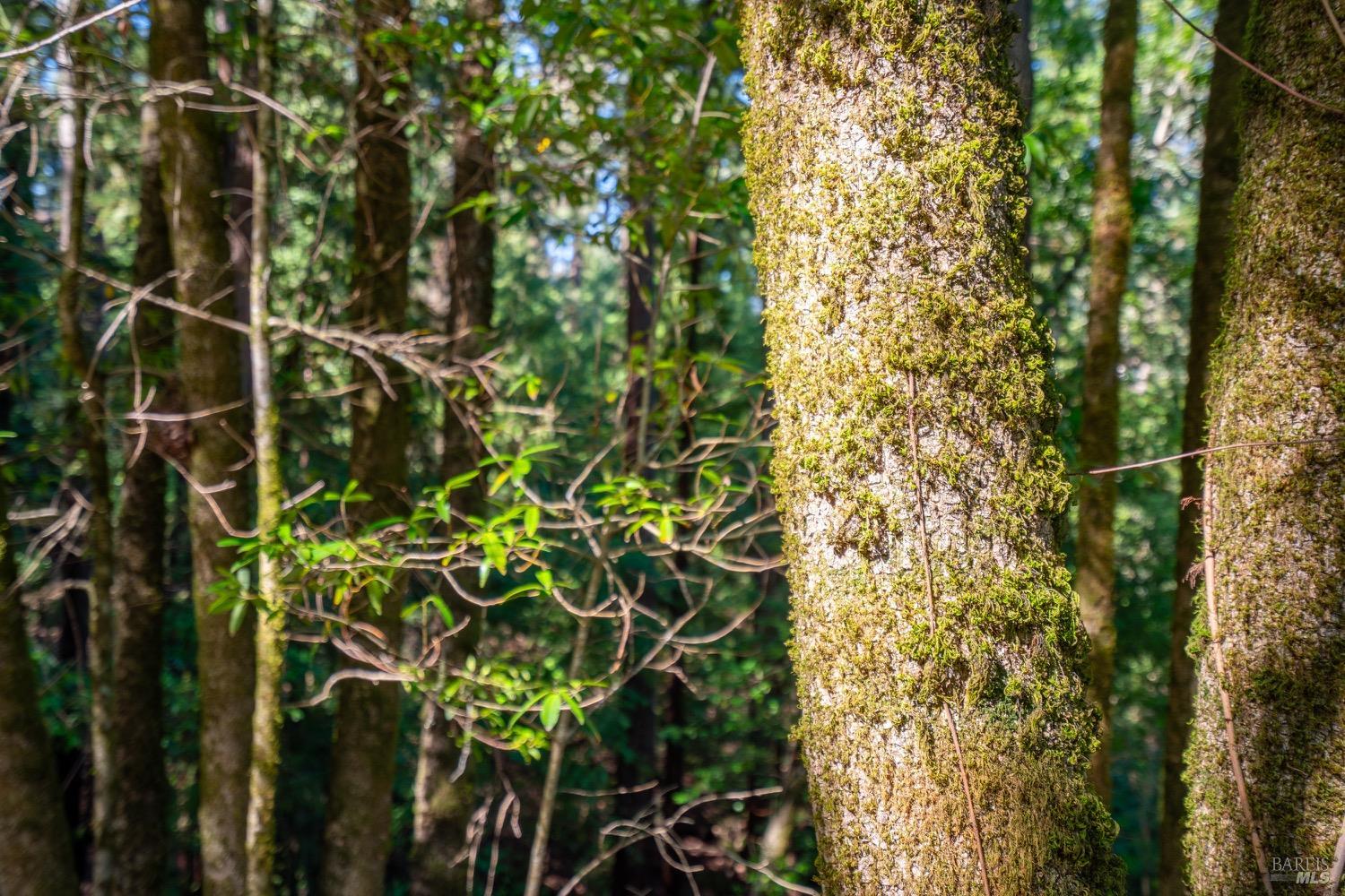 10608 Canyon Road Forestville, CA 95436 - Photo 6 of 12