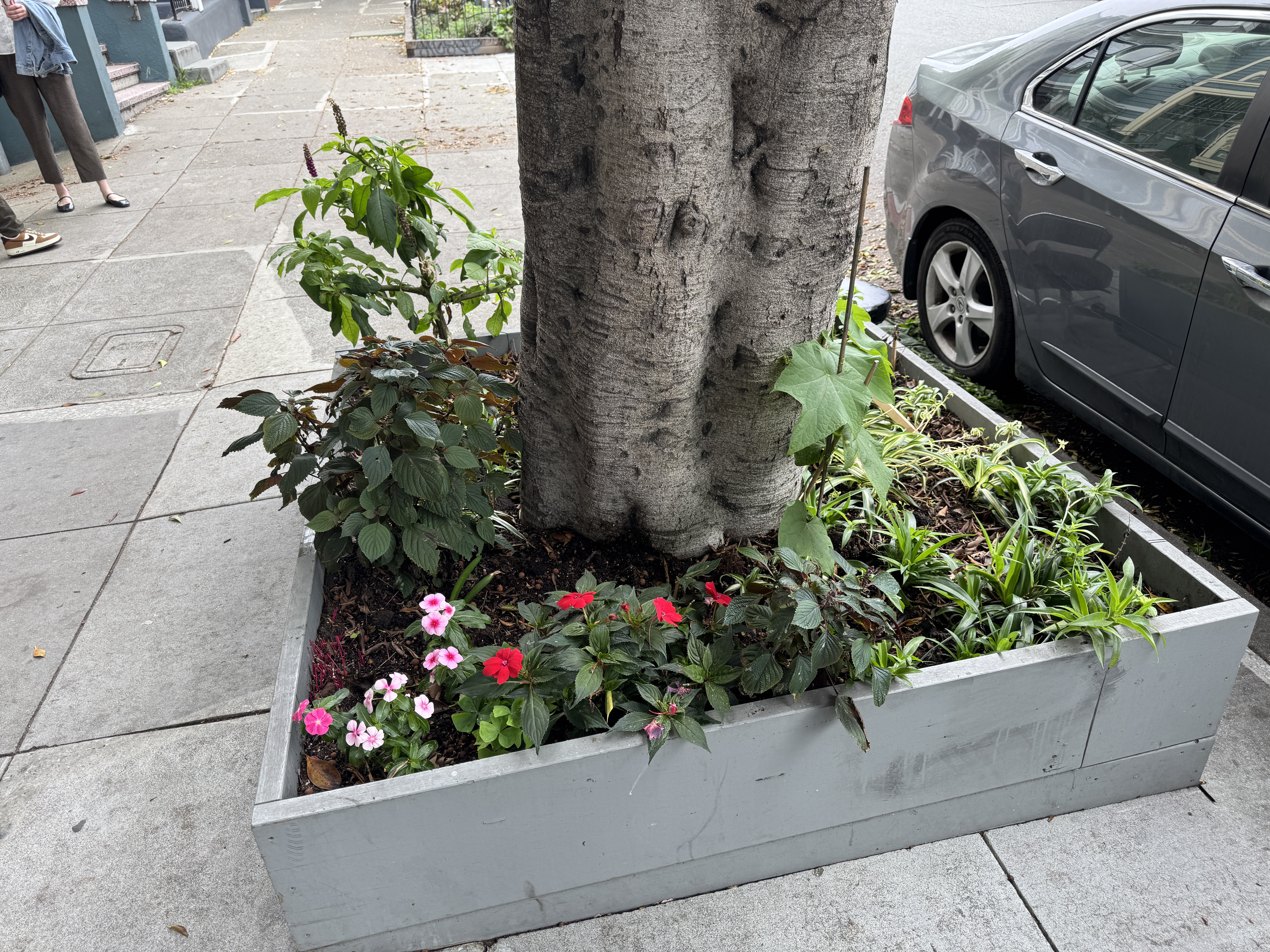 211 Steiner Street San Francisco, CA 94117 - Photo 3 of 15 a front view of a house with a yard and flowers