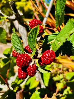 $699,000 | 520 Redwood Road, Whitethorn, CA 95589