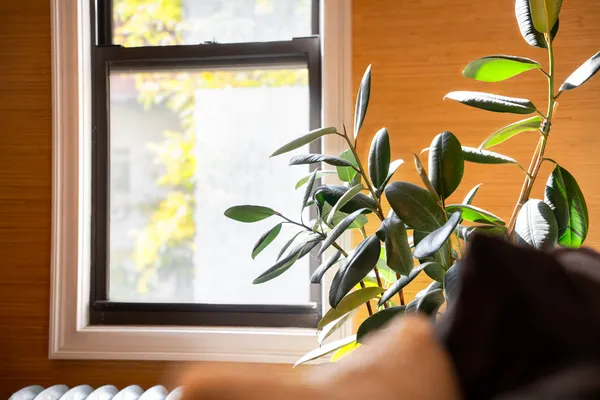 a view of a room with wooden floor and a potted plant
