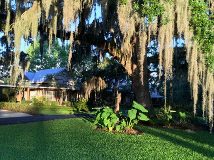 a view of a lake with a tree in the background