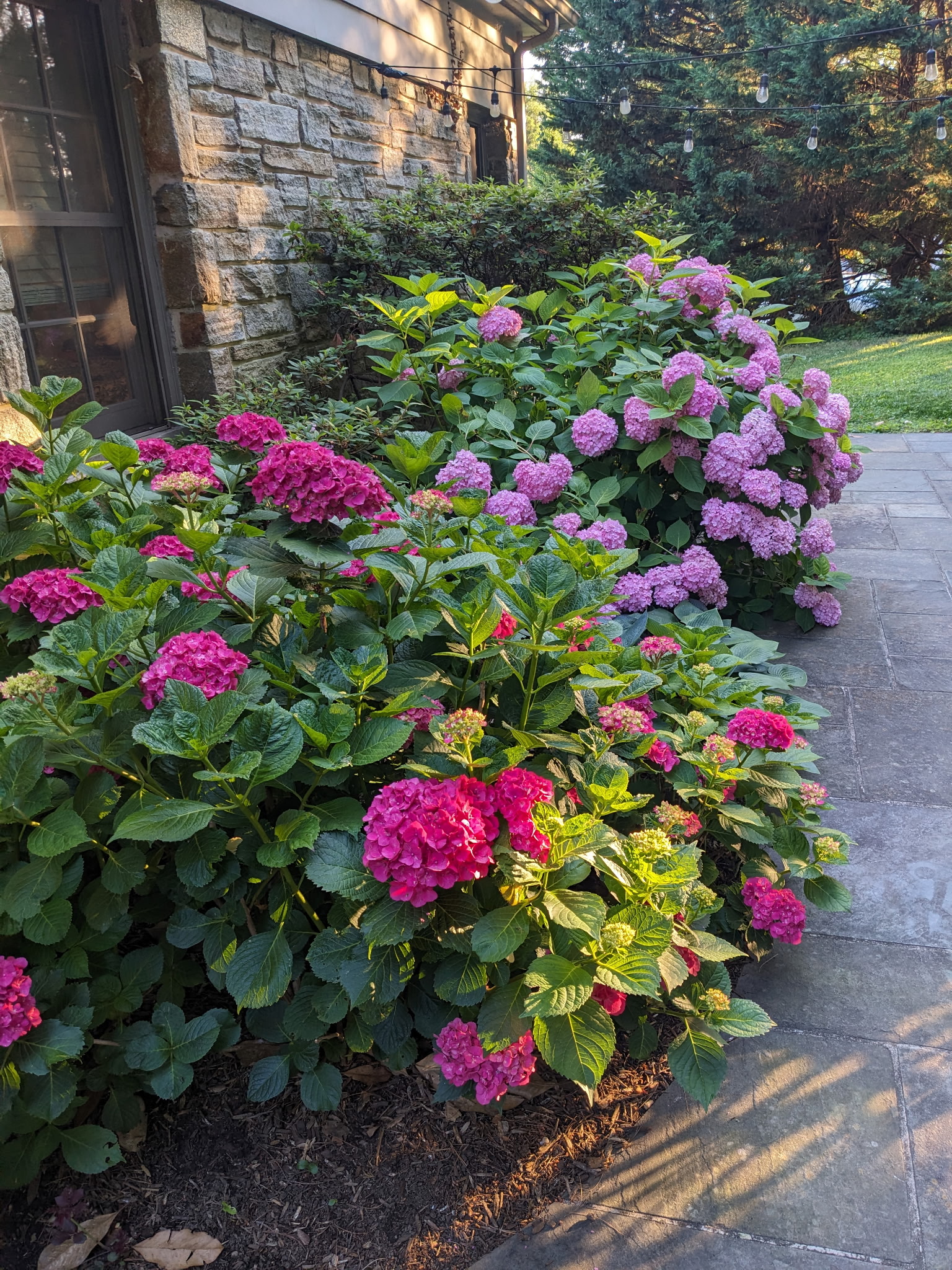 910 Army Road Towson, MD 21204 - Photo 58 of 62 a view of a flower