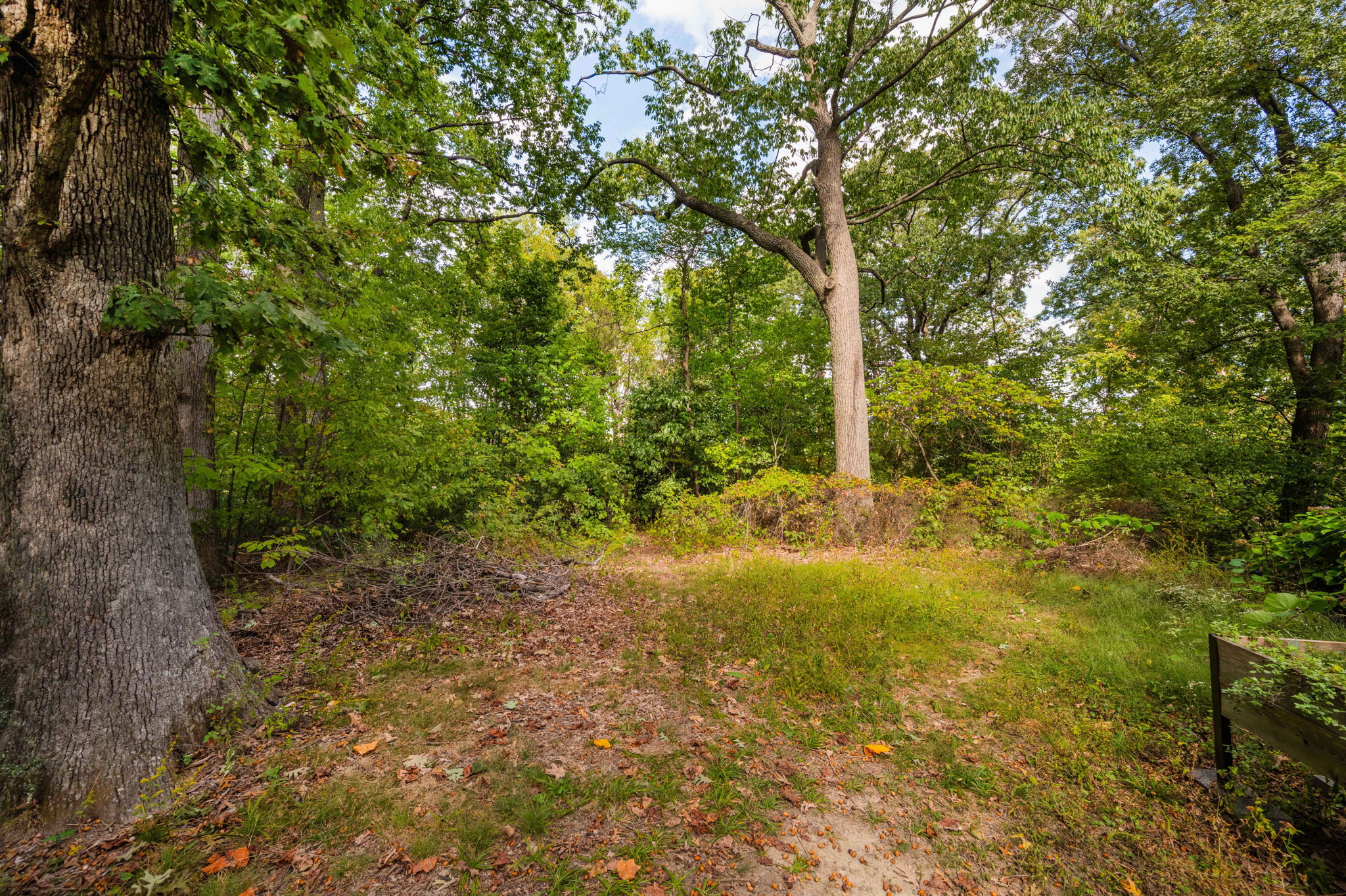 3104 Russell Road Alexandria, VA 22305 - Photo 45 of 62 a view of a yard with plants and large trees