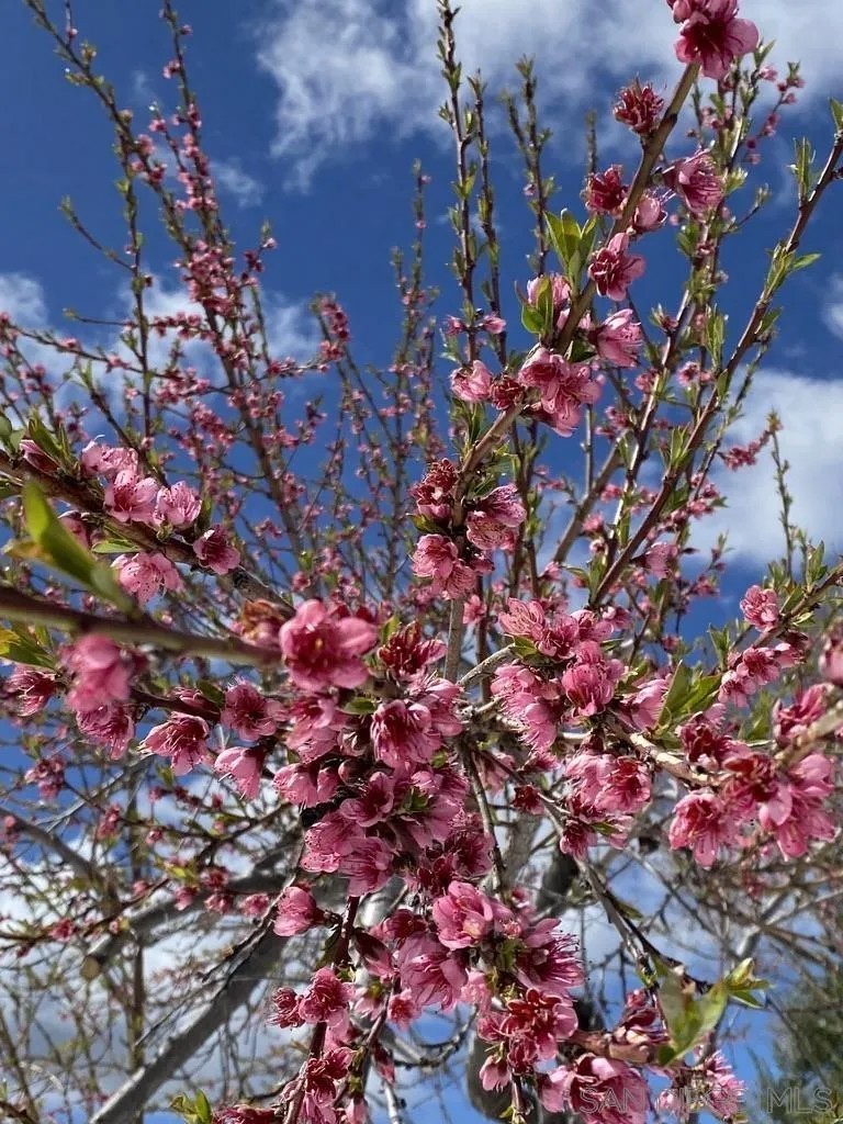 16690 Iron Springs Road Julian, CA 92036 - Photo 66 of 69