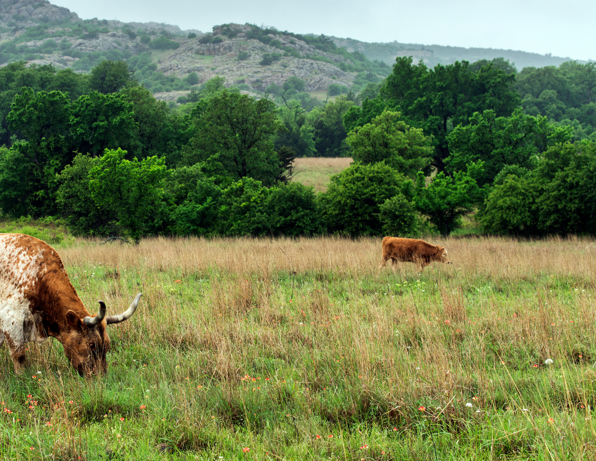9695 Highway 290 Hye, TX 78635 - Photo 1 of 4